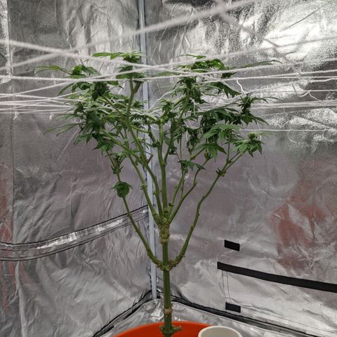 Georgia Pie 🍑🥧 growlog timeline photo
