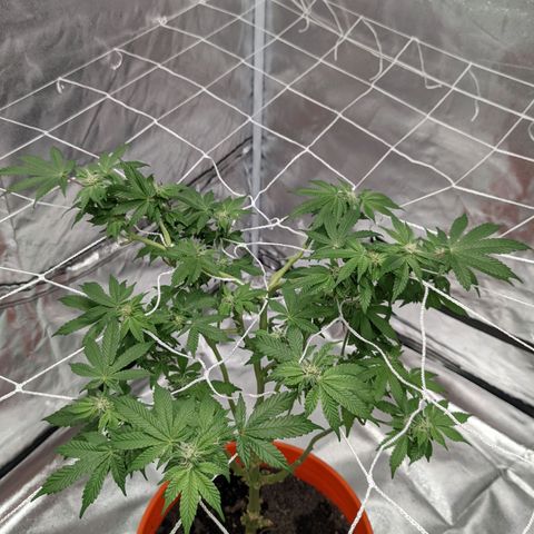 Georgia Pie 🍑🥧 growlog timeline photo