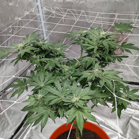 Georgia Pie 🍑🥧 growlog timeline photo
