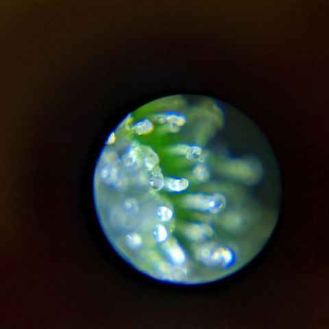 Georgia Pie 🍑🥧 growlog photo: Microscope Trichomes Inspection