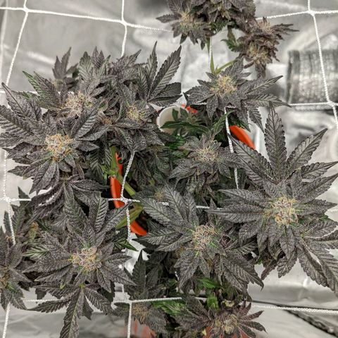 Georgia Pie 🍑🥧 growlog timeline photo