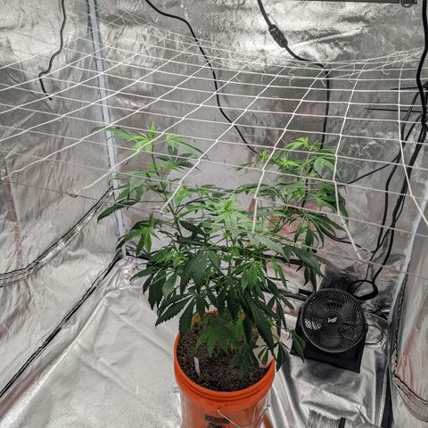 Darwin's Stash growlog timeline photo