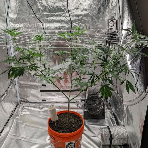 Darwin's Stash growlog timeline photo