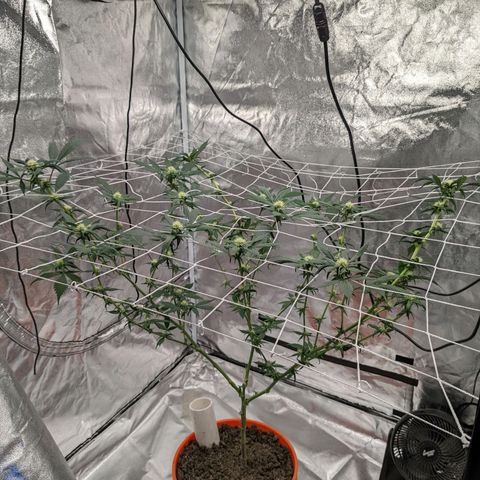 Darwin's Stash growlog timeline photo