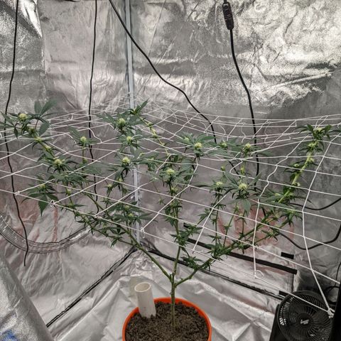 Darwin's Stash growlog timeline photo