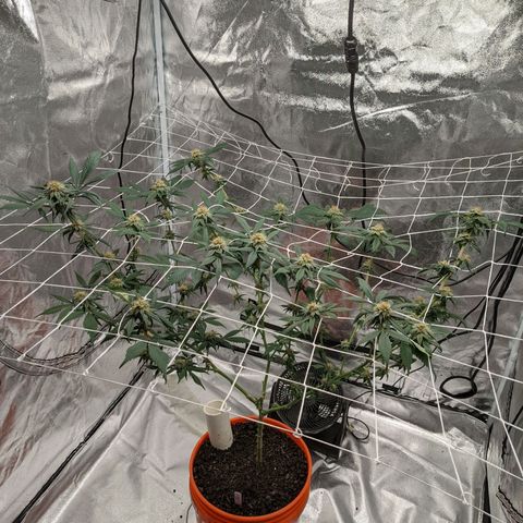 Darwin's Stash growlog timeline photo