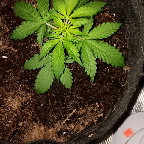 Purple Punch Auto growlog timeline photo