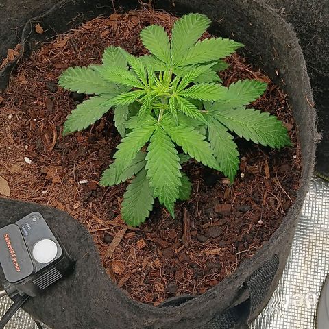 Purple Punch Auto growlog timeline photo