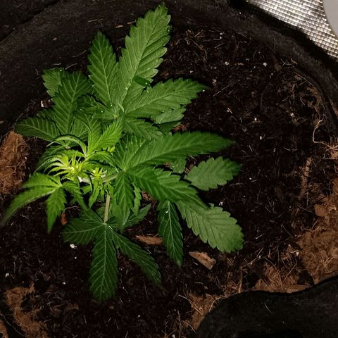 Purple Punch Auto growlog timeline photo