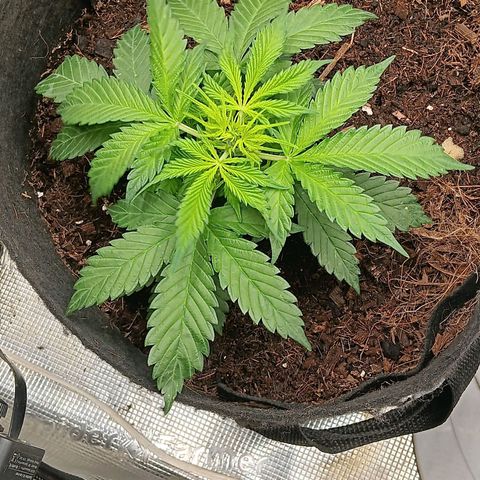 Purple Punch Auto growlog timeline photo