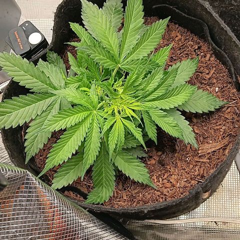 Purple Punch Auto growlog timeline photo