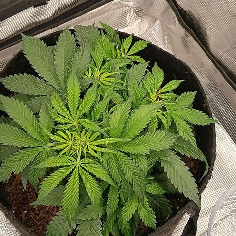 Purple Punch Auto growlog timeline photo