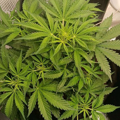 Purple Punch Auto growlog timeline photo