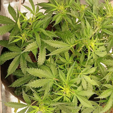 Purple Punch Auto growlog timeline photo