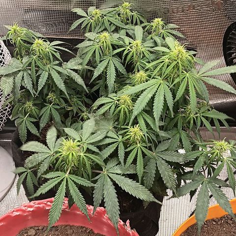 Purple Punch Auto growlog timeline photo