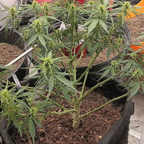 Purple Punch Auto growlog timeline photo