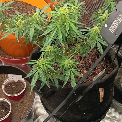 Purple Punch Auto growlog timeline photo