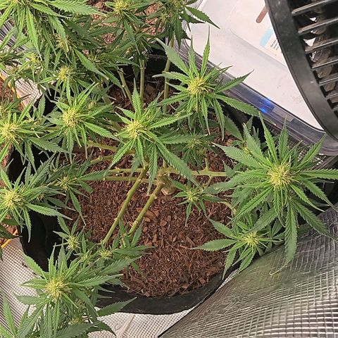 Purple Punch Auto growlog timeline photo