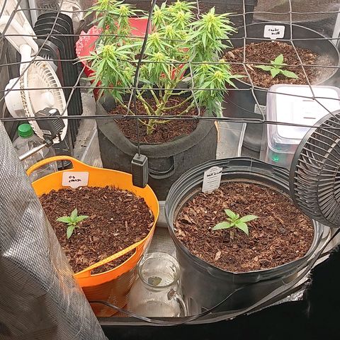 Purple Punch Auto growlog timeline photo