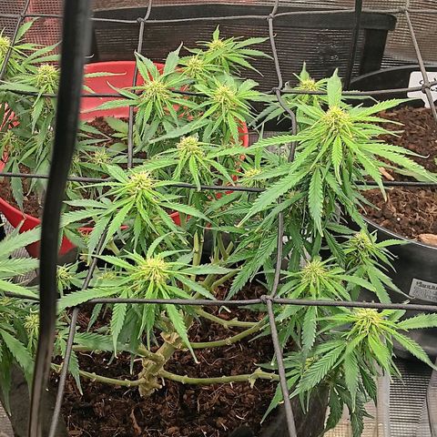 Purple Punch Auto growlog timeline photo