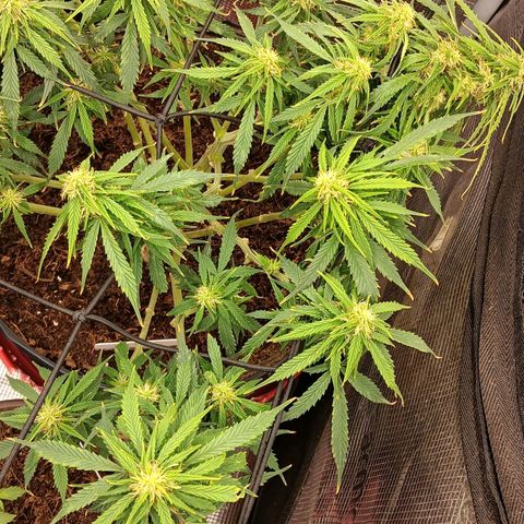 Purple Punch Auto growlog timeline photo
