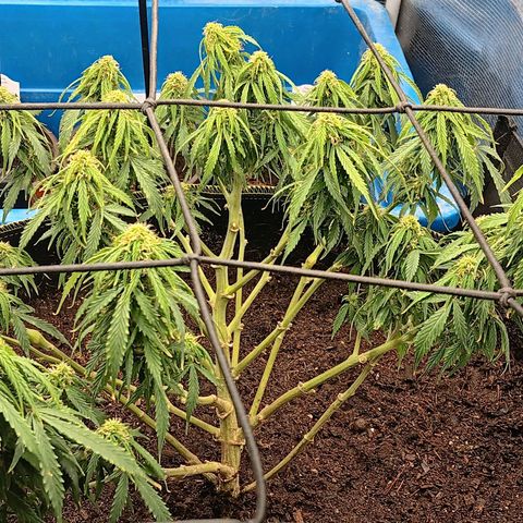 Purple Punch Auto growlog timeline photo