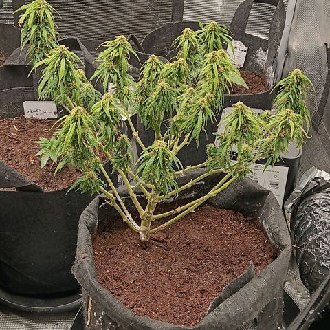 Purple Punch Auto growlog timeline photo