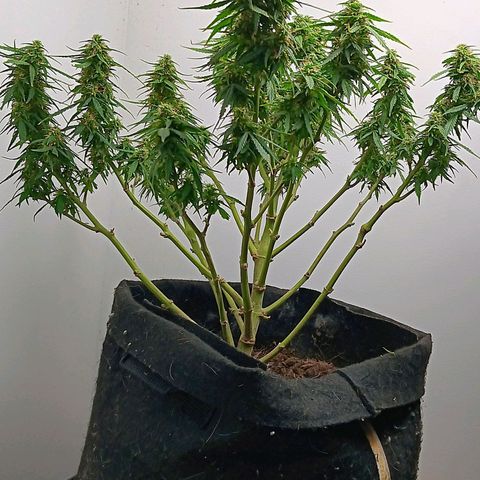 Purple Punch Auto growlog timeline photo