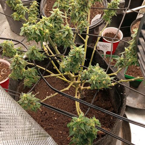 Purple Punch Auto growlog timeline photo