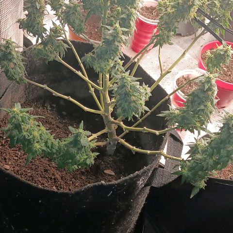 Purple Punch Auto growlog timeline photo