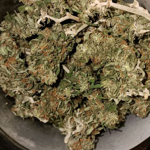 Purple Punch Auto growlog timeline photo