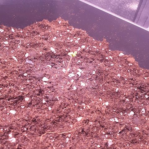 Royal Dwarf Auto growlog photo: Wächst weiterhin normal weiter. Heute in den endtopf eingepflanzt. 