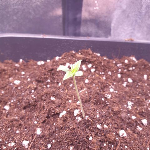 Royal Dwarf Auto growlog photo: Das Pflänzchen hat ein wenig gespargelt weswegen vorsichtshalber etwas Erde drüber getan und nochmal mit Wasser benetzt. 