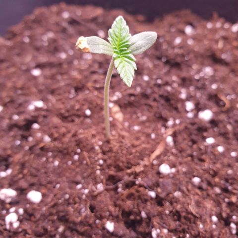 Eigener Dwarf growlog photo: Die kleine hat ein wenig gespargelt weswegen etwas Erde drüber getan wurde. Nochmal mit Wasser benetzt. Ansonsten soweit super Entwicklung. 