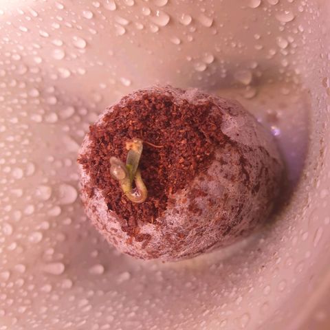 Pink Runtz Auto growlog photo: Da die Pflanze komplett auf der Erde gewachsen ist habe ich die Pflanze angehoben und ein Loch in die Erde gemacht. Die minimale wurzel habe ich dann in dieses Loch getan und etwas Erde drüber gelegt. Pflanze ein wenig gerade gerückt. Etwas mehr gewässert. Daumen drücken..
