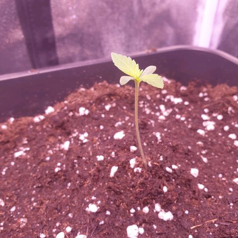 Royal Dwarf Auto growlog photo: Pflanze wächst weiterhin gut. Blätter etwas größer geworden. Dieses Mal wirklich mehr gewässert sodass der Topf wirklich schwer war. 