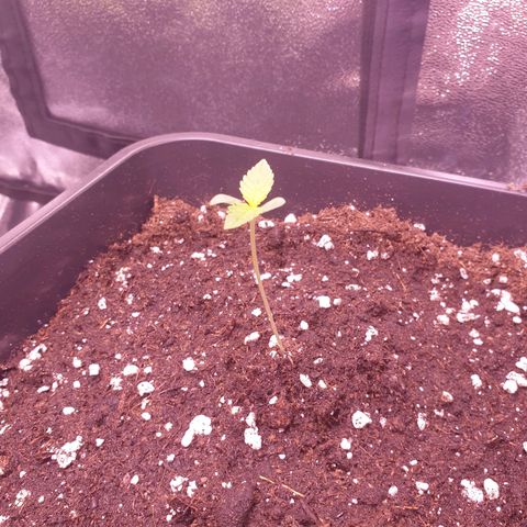 Royal Dwarf Auto growlog photo: Pflanze wächst weiterhin gut. Blätter etwas größer geworden. Dieses Mal wirklich mehr gewässert sodass der Topf wirklich schwer war. 