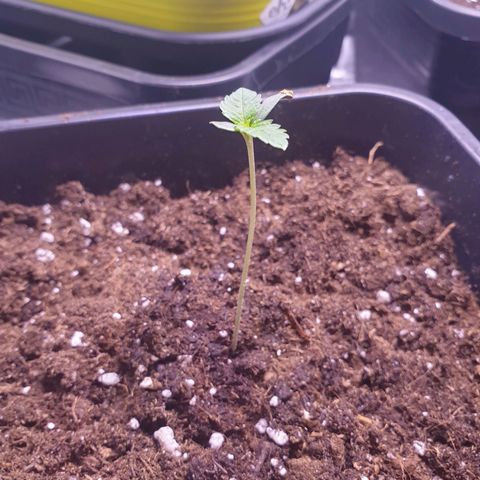 Eigener Dwarf growlog photo: Pflanze wächst weiterhin gut. Blätter etwas größer geworden. Dieses Mal wirklich mehr gewässert sodass der Topf wirklich schwer war. 