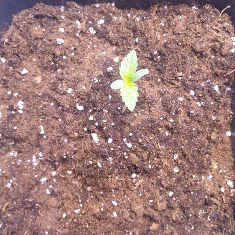 Eigener Dwarf growlog photo: Pflanze wächst weiterhin gut. Blätter etwas größer geworden. Dieses Mal wirklich mehr gewässert sodass der Topf wirklich schwer war. 