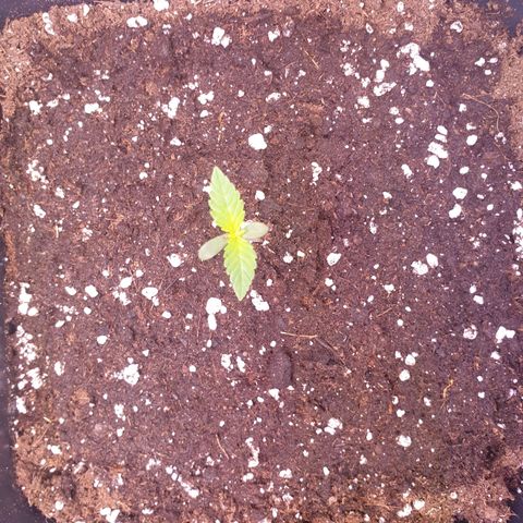 Royal Dwarf Auto growlog photo: Als Extra Foto für den letzten Beitrag. 