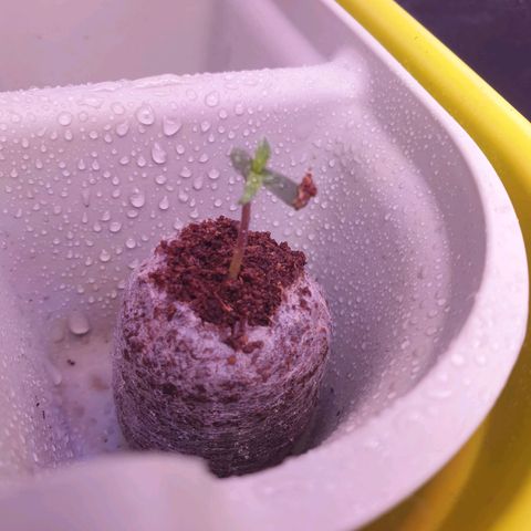 Pink Runtz Auto growlog photo: Das Pflänzchen hat sich nun etwas aufgestellt. Einen sprüher drauf gegeben. 