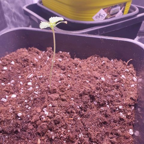 Eigener Dwarf growlog timeline photo