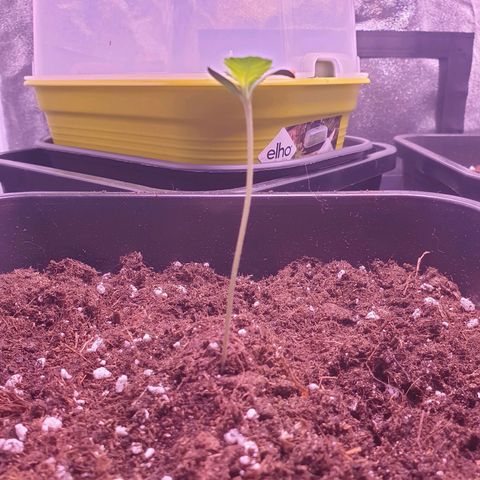 Eigener Dwarf growlog timeline photo