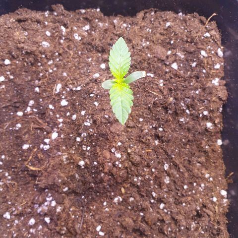 Eigener Dwarf growlog timeline photo