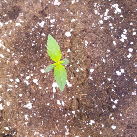 Royal Dwarf Auto growlog timeline photo