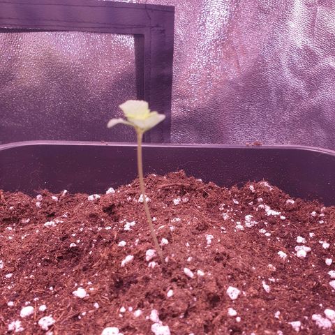 Royal Dwarf Auto growlog timeline photo