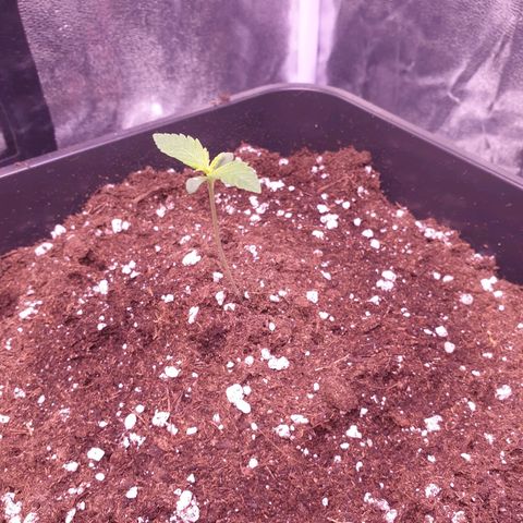 Royal Dwarf Auto growlog timeline photo