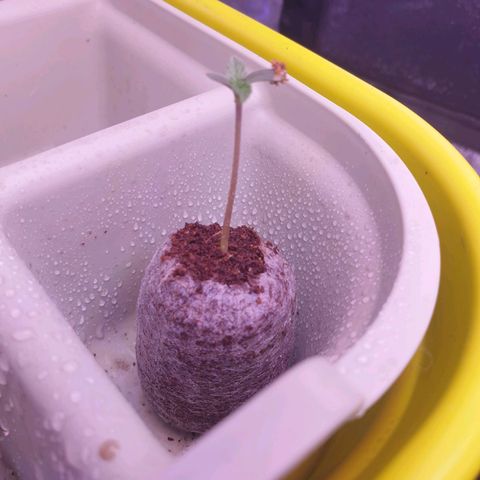 Pink Runtz Auto growlog photo: Entwickelt sich super. Noch ein bis zwei Tage zum umtopfen. 
Nochmal einen Spritzer Wasser gegeben 