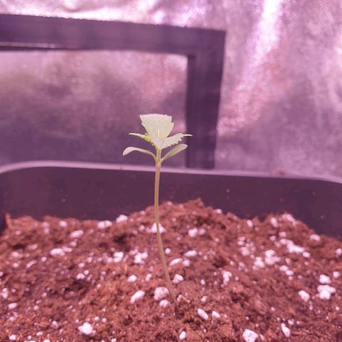 Royal Dwarf Auto growlog timeline photo