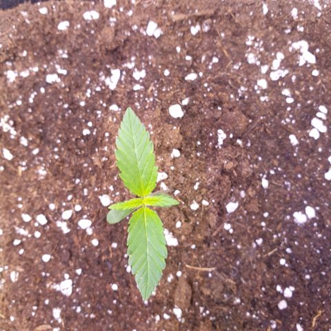 Royal Dwarf Auto growlog timeline photo